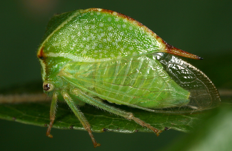 Büffelzikade (Stictocephala bisonia) - © Gernot Kunz